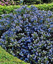 org:/gardening tips/Snoeiadvies/Individuele_pagina/Amerikaanse_sering.jpg